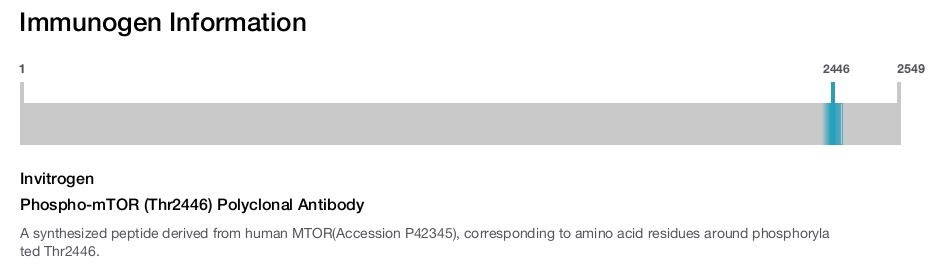 Phospho-mTOR (Thr2446) Polyclonal Antibody