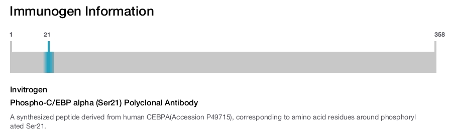 Phospho-C/EBP alpha (Ser21) Polyclonal Antibody
