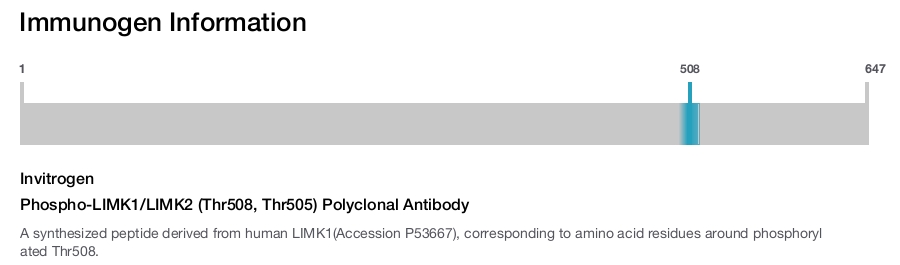 Phospho-LIMK1/LIMK2 (Thr508, Thr505) Polyclonal Antibody