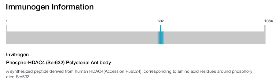 Phospho-HDAC4 (Ser632) Polyclonal Antibody