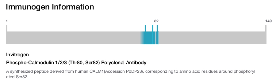 Phospho-Calmodulin 1/2/3 (Thr80, Ser82) Polyclonal Antibody