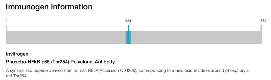 Phospho-NFkB p65 (Thr254) Polyclonal Antibody