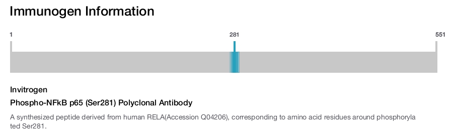 Phospho-NFkB p65 (Ser281) Polyclonal Antibody