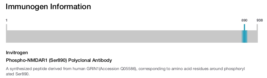 Phospho-NMDAR1 (Ser890) Polyclonal Antibody