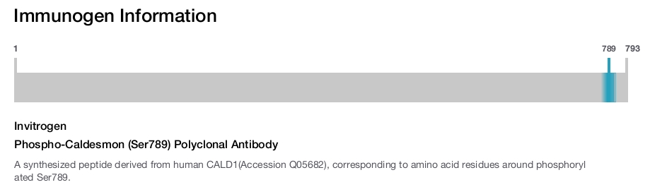 Phospho-Caldesmon (Ser789) Polyclonal Antibody