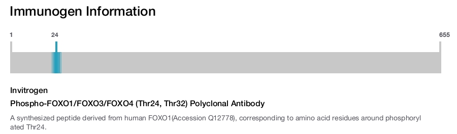 Phospho-FOXO1/FOXO3/FOXO4 (Thr24, Thr32) Polyclonal Antibody