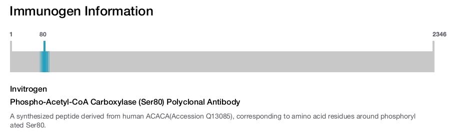 Phospho-Acetyl-CoA Carboxylase (Ser80) Polyclonal Antibody