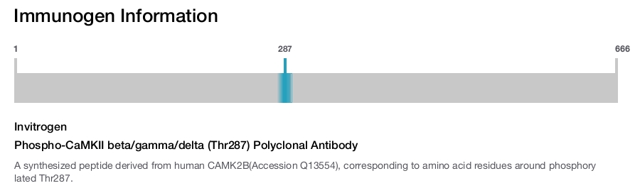 Phospho-CaMKII beta/gamma/delta (Thr287) Polyclonal Antibody