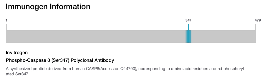 Phospho-Caspase 8 (Ser347) Polyclonal Antibody