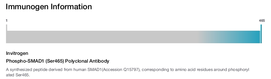 Phospho-SMAD1 (Ser465) Polyclonal Antibody