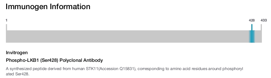 Phospho-LKB1 (Ser428) Polyclonal Antibody