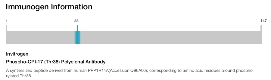 Phospho-CPI-17 (Thr38) Polyclonal Antibody