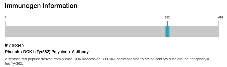 Phospho-DOK1 (Tyr362) Polyclonal Antibody