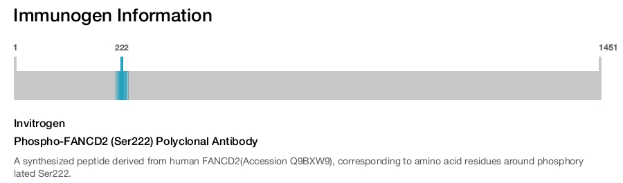 Phospho-FANCD2 (Ser222) Polyclonal Antibody