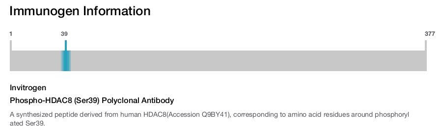 Phospho-HDAC8 (Ser39) Polyclonal Antibody