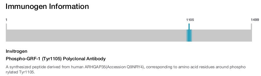 Phospho-GRF-1 (Tyr1105) Polyclonal Antibody