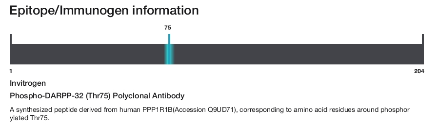 Phospho-DARPP-32 (Thr75) Polyclonal Antibody