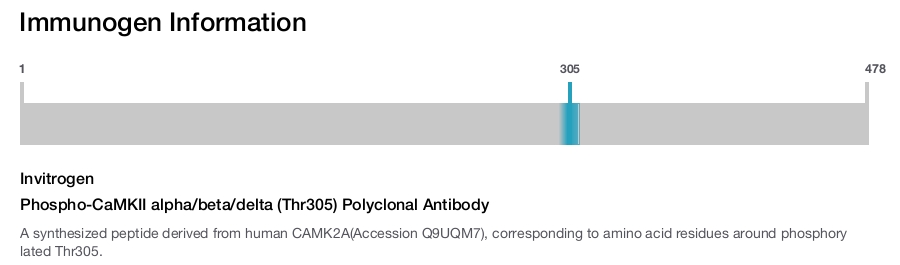 Phospho-CaMKII alpha/beta/delta (Thr305) Polyclonal Antibody