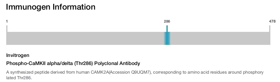 Phospho-CaMKII alpha/delta (Thr286) Polyclonal Antibody