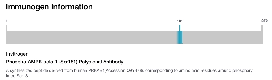 Phospho-AMPK beta-1 (Ser181) Polyclonal Antibody