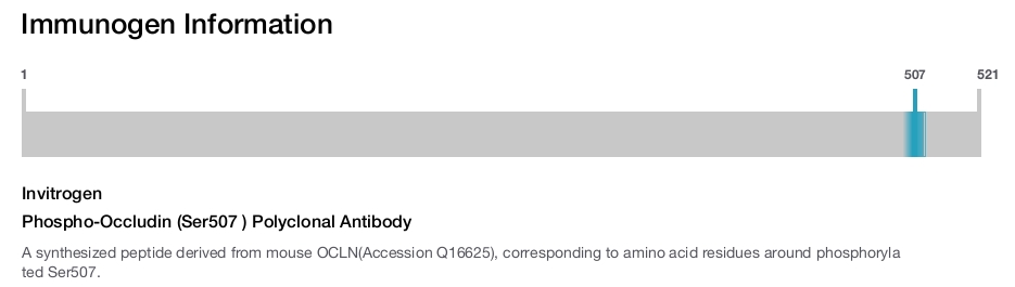Phospho-Occludin (Ser507 ) Polyclonal Antibody
