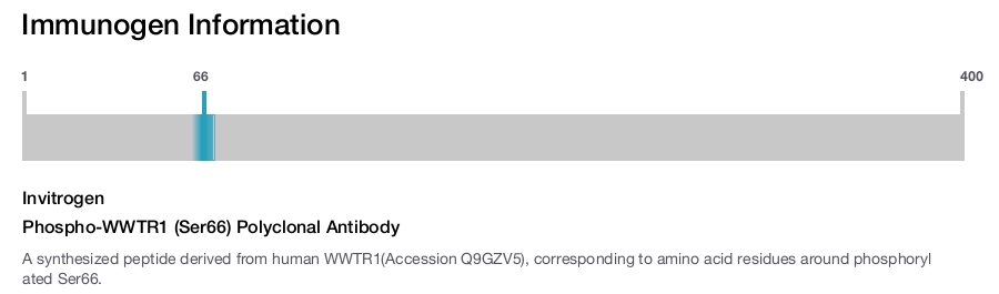 Phospho-WWTR1 (Ser66) Polyclonal Antibody