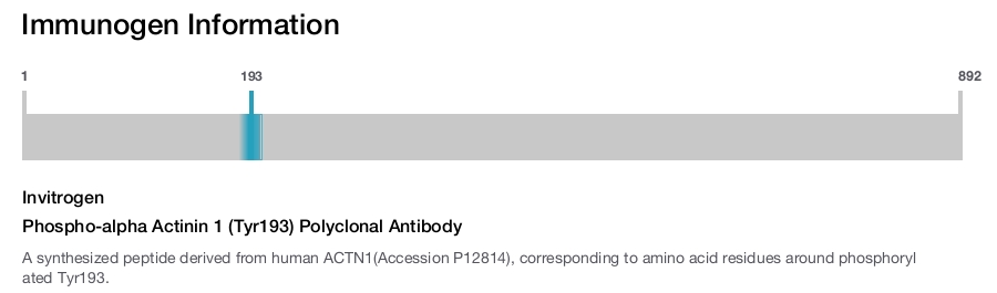Phospho-alpha Actinin 1 (Tyr193) Polyclonal Antibody