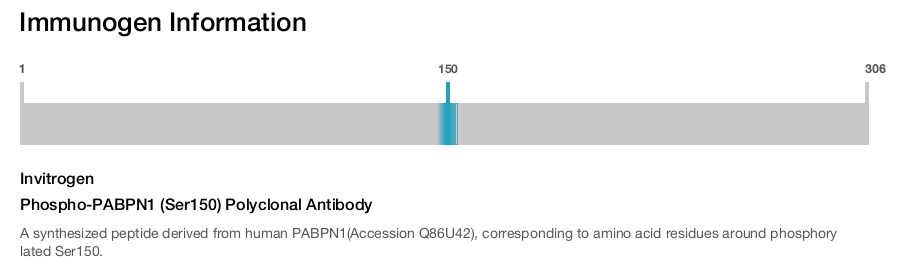 Phospho-PABPN1 (Ser150) Polyclonal Antibody