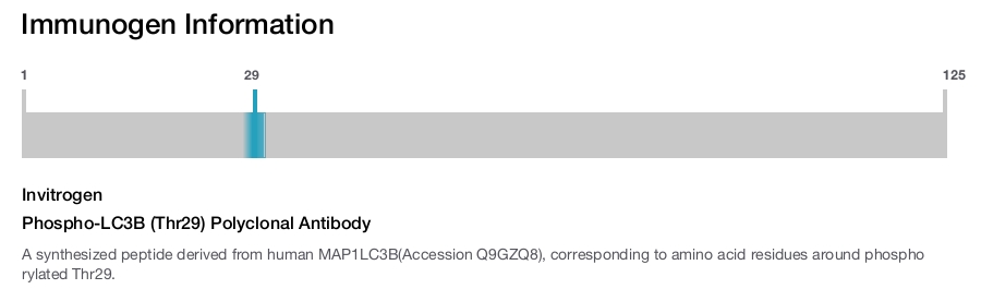 Phospho-LC3B (Thr29) Polyclonal Antibody