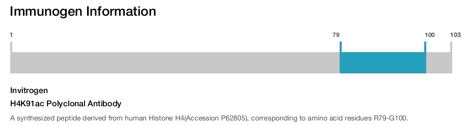 H4K91ac Polyclonal Antibody