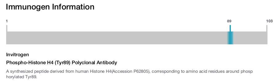 Phospho-Histone H4 (Tyr89) Polyclonal Antibody