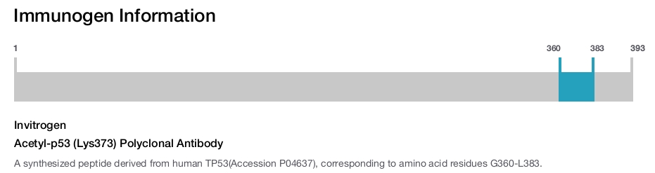 Acetyl-p53 (Lys373) Polyclonal Antibody