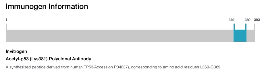 Acetyl-p53 (Lys381) Polyclonal Antibody