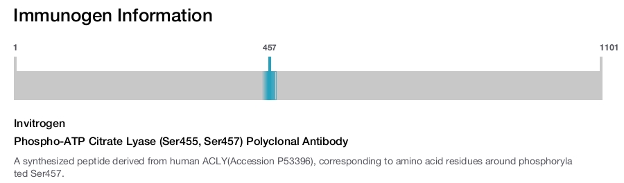 Phospho-ATP Citrate Lyase (Ser455, Ser457) Polyclonal Antibody