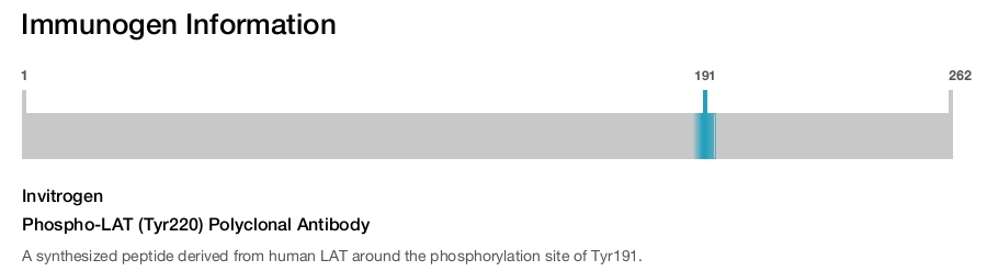 Phospho-LAT (Tyr220) Polyclonal Antibody