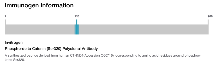 Phospho-delta Catenin (Ser320) Polyclonal Antibody