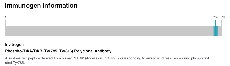Phospho-TrkA/TrkB (Tyr785, Tyr816) Polyclonal Antibody
