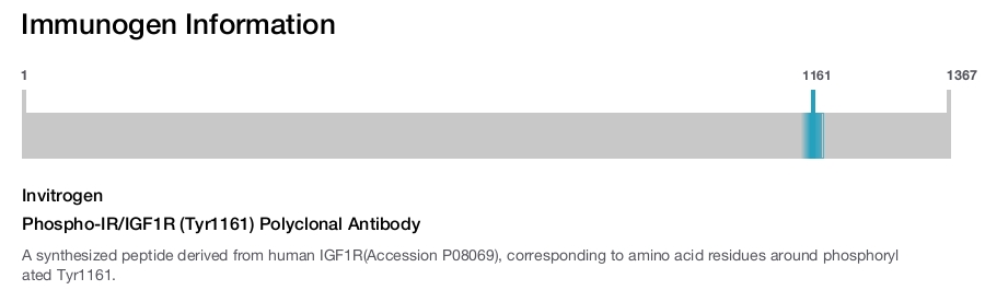 Phospho-IR/IGF1R (Tyr1161) Polyclonal Antibody