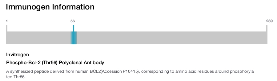 Phospho-Bcl-2 (Thr56) Polyclonal Antibody