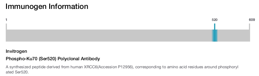 Phospho-Ku70 (Ser520) Polyclonal Antibody