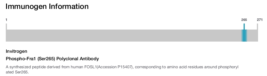 Phospho-Fra1 (Ser265) Polyclonal Antibody
