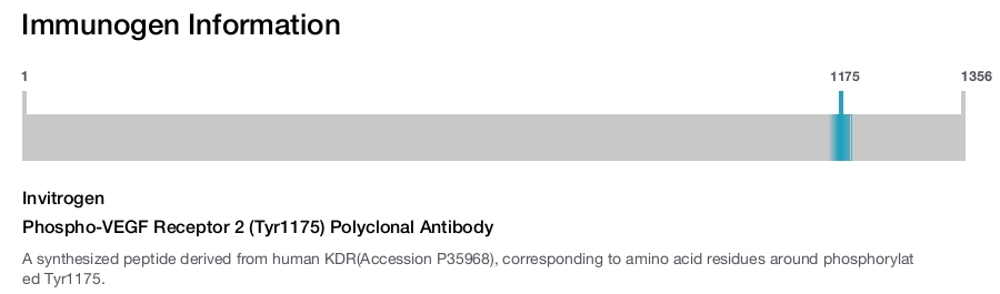 Phospho-VEGF Receptor 2 (Tyr1175) Polyclonal Antibody