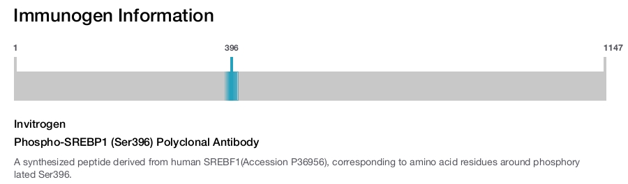 Phospho-SREBP1 (Ser396) Polyclonal Antibody