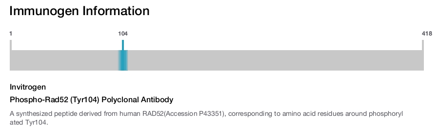 Phospho-Rad52 (Tyr104) Polyclonal Antibody