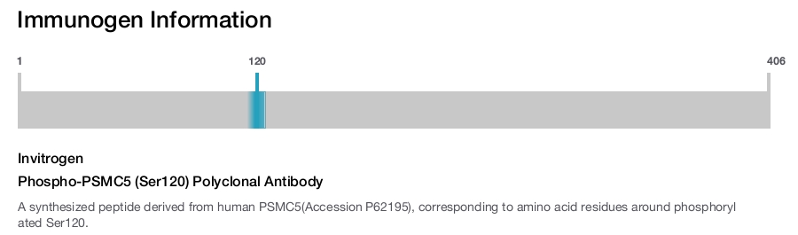 Phospho-PSMC5 (Ser120) Polyclonal Antibody
