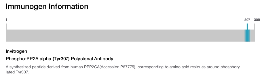 Phospho-PP2A alpha (Tyr307) Polyclonal Antibody