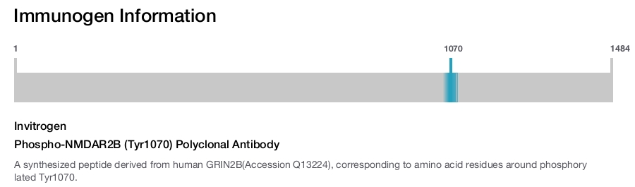 Phospho-NMDAR2B (Tyr1070) Polyclonal Antibody