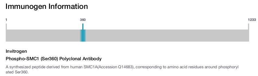 Phospho-SMC1 (Ser360) Polyclonal Antibody