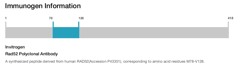 Rad52 Polyclonal Antibody