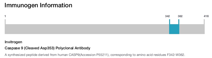 Caspase 9 (Cleaved Asp353) Polyclonal Antibody